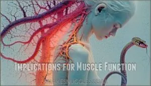 implications for muscle function implications for muscle function