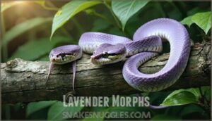 lavender morphs