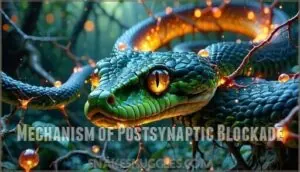 mechanism of postsynaptic blockade mechanism of postsynaptic blockade