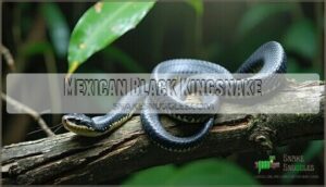 mexican black kingsnake