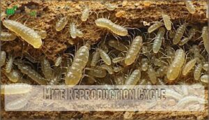mite reproduction cycle