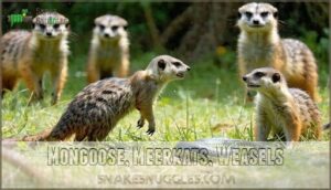 mongoose, meerkats, weasels
