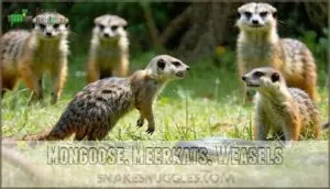 mongoose, meerkats, weasels mongoose, meerkats, weasels