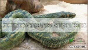 monitoring snake after chicken feeding