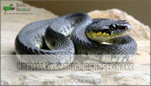 normal axanthic hognose snake