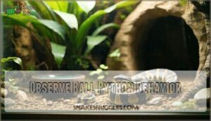 observe ball python behavior