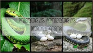 oviparous vs. viviparous vs. ovoviviparous