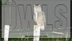 owls