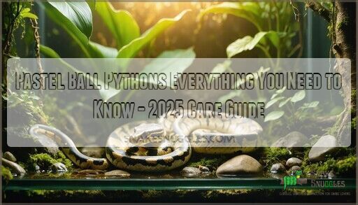 Pastel Ball Pythons Everything You Need to Know - 2025 Care Guide