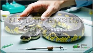 potential complications in ball python pregnancy