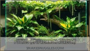pothos (epipremnum aureum)