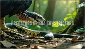 predators of boa constrictors predators of boa constrictors