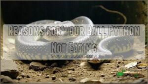 reasons for your ball python not eating