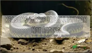 reasons for your ball python not eating reasons for your ball python not eating