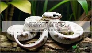 recessive morphs recessive morphs