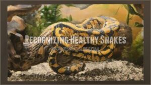 recognizing healthy snakes