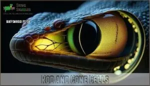 rod and cone cells rod and cone cells