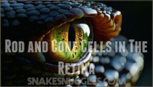 rod and cone cells in the retina