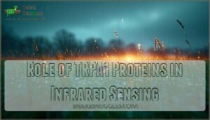 role of trpa1 proteins in infrared sensing