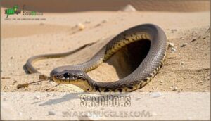 sand boas