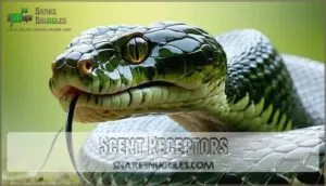 scent receptors scent receptors