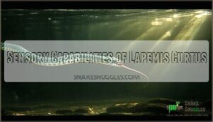 sensory capabilities of lapemis curtus