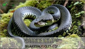 shedding duration