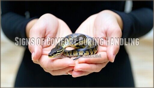 How to Pick Up a Ball Python: Safe Handling Guide for Beginners