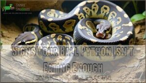 signs your ball python isn't eating enough