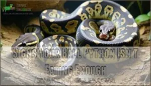 signs your ball python isn't eating enough signs your ball python isn't eating enough