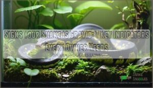 signs your snake is gravid