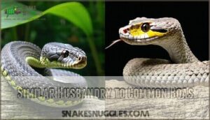 similar husbandry to common boas