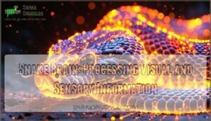 snake brain: processing visual and sensory information
