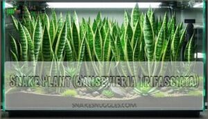 snake plant (sansevieria trifasciata)