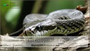 snake shedding basics snake shedding basics