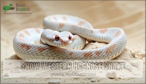 snow western hognose snake