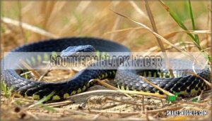 southern black racer