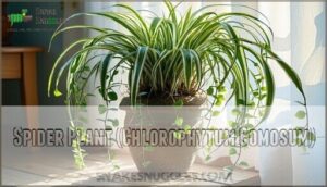 spider plant (chlorophytum comosum)