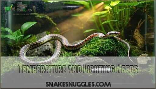 Beautiful view of Corn Snake Temperature Gradient For Hatchlings