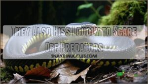 they also hiss loudly to scare off predators