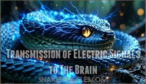 transmission of electric signals to the brain