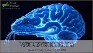 vascularized brain area