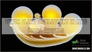 venom gland development in king cobra embryos
