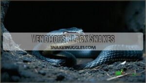 venomous black snakes