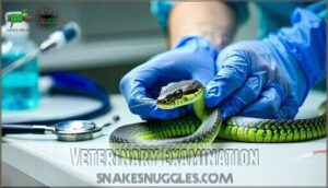 veterinary examination
