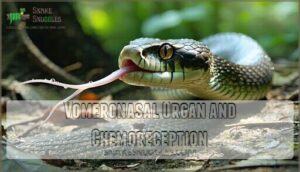 vomeronasal organ and chemoreception