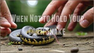 when not to hold your corn snake