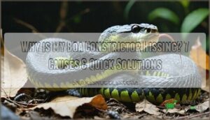 why is my boa constrictor hissing