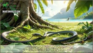 antiguan racer