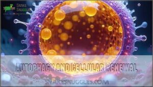 autophagy and cellular renewal